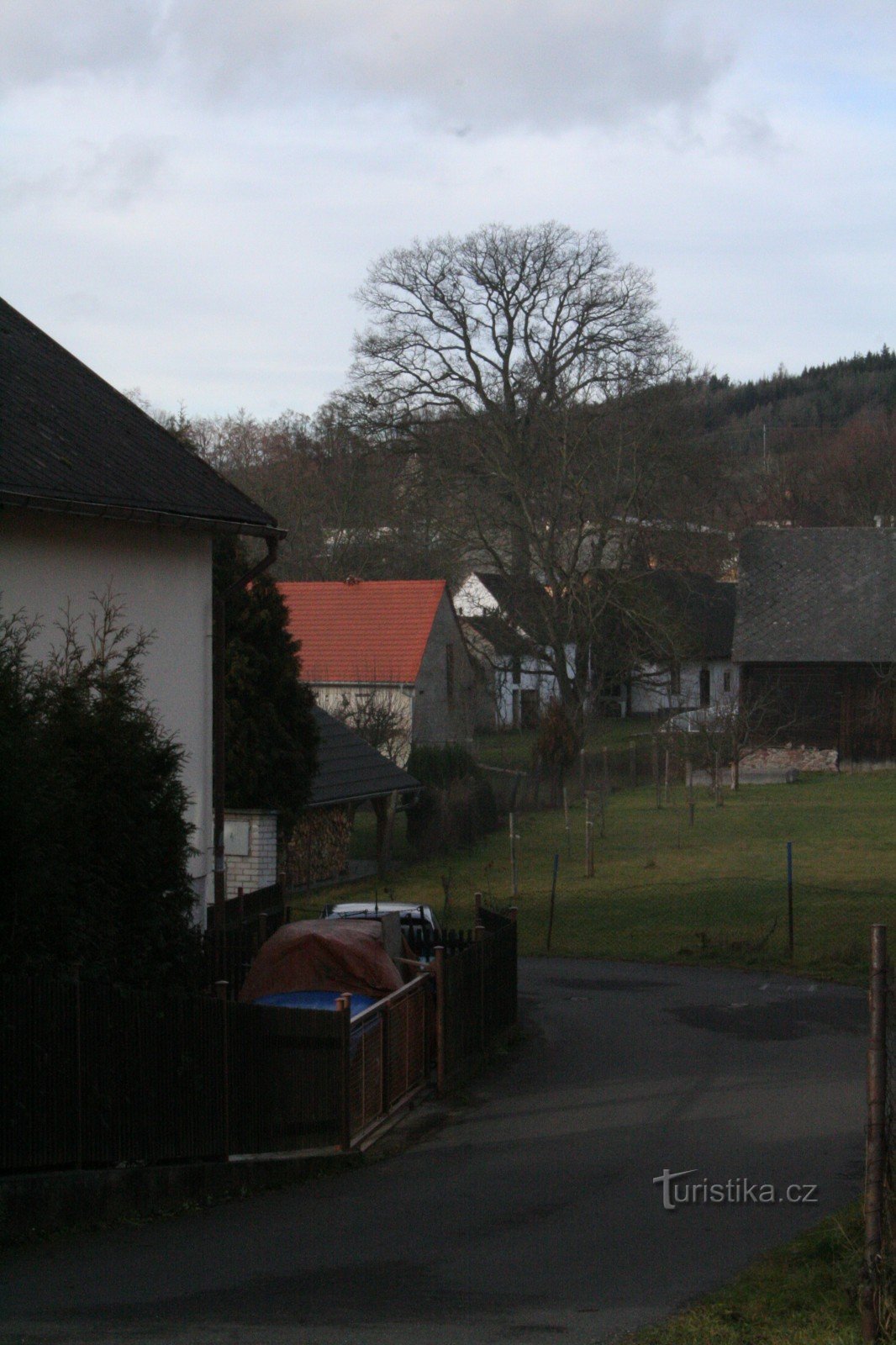 Oak near Houšké