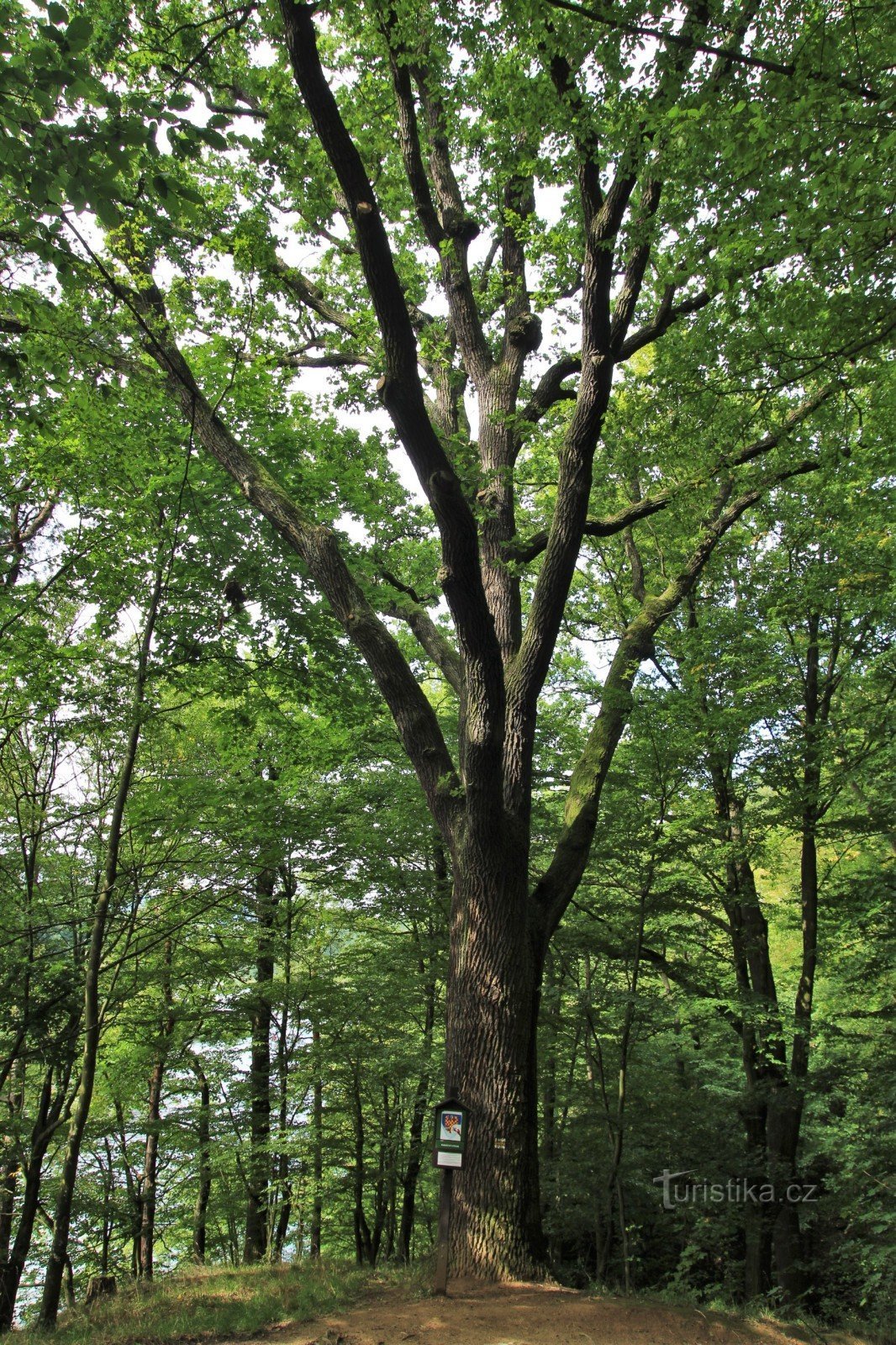 Oak near Junácká louka