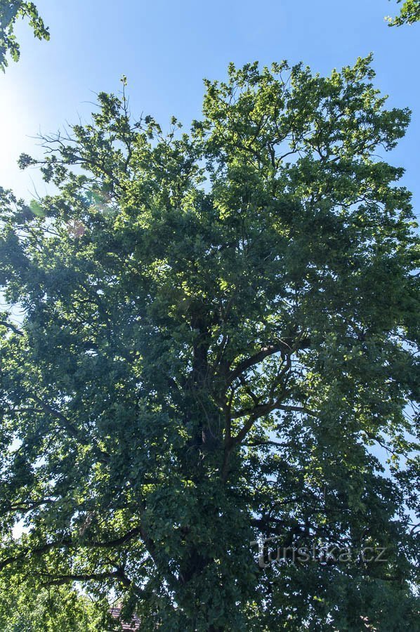 Una quercia allo stagno di Starohaklovského