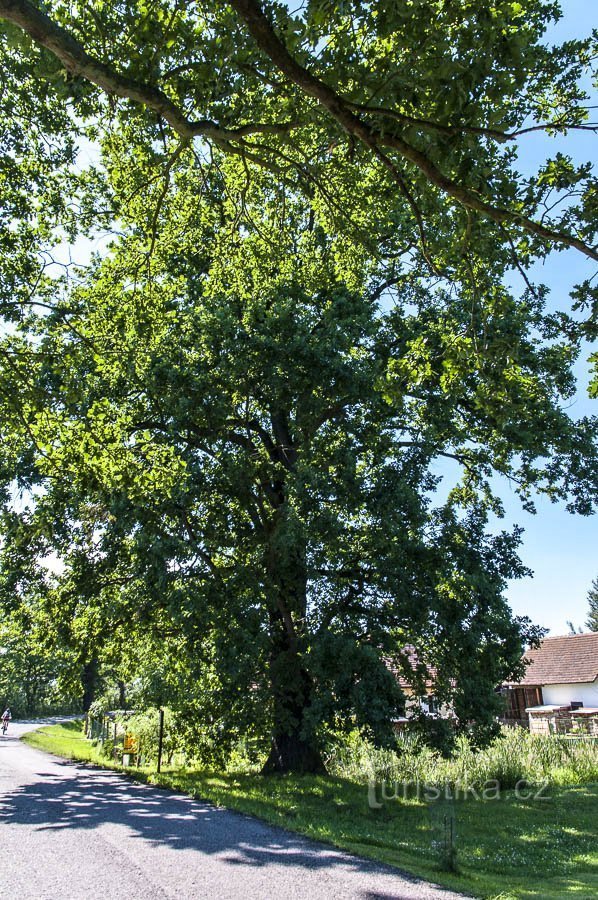 Dub u Starohaklovského rybníka