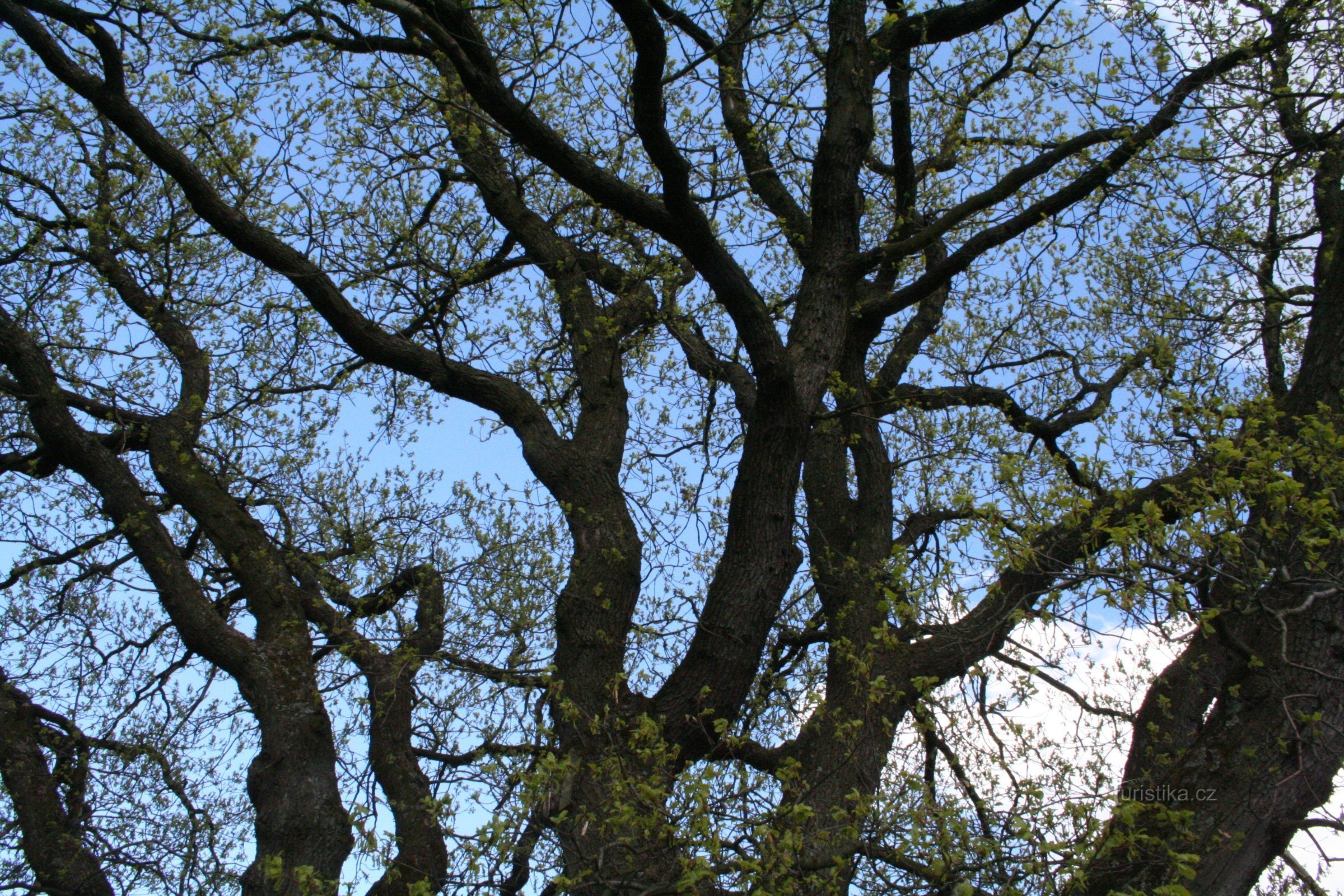 Un stejar în Mala Víska