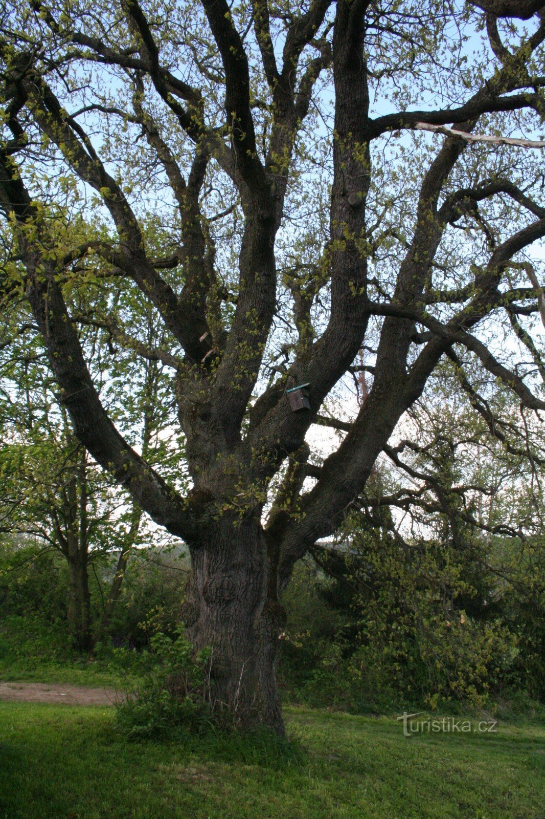 Eine Eiche in Mala Víska