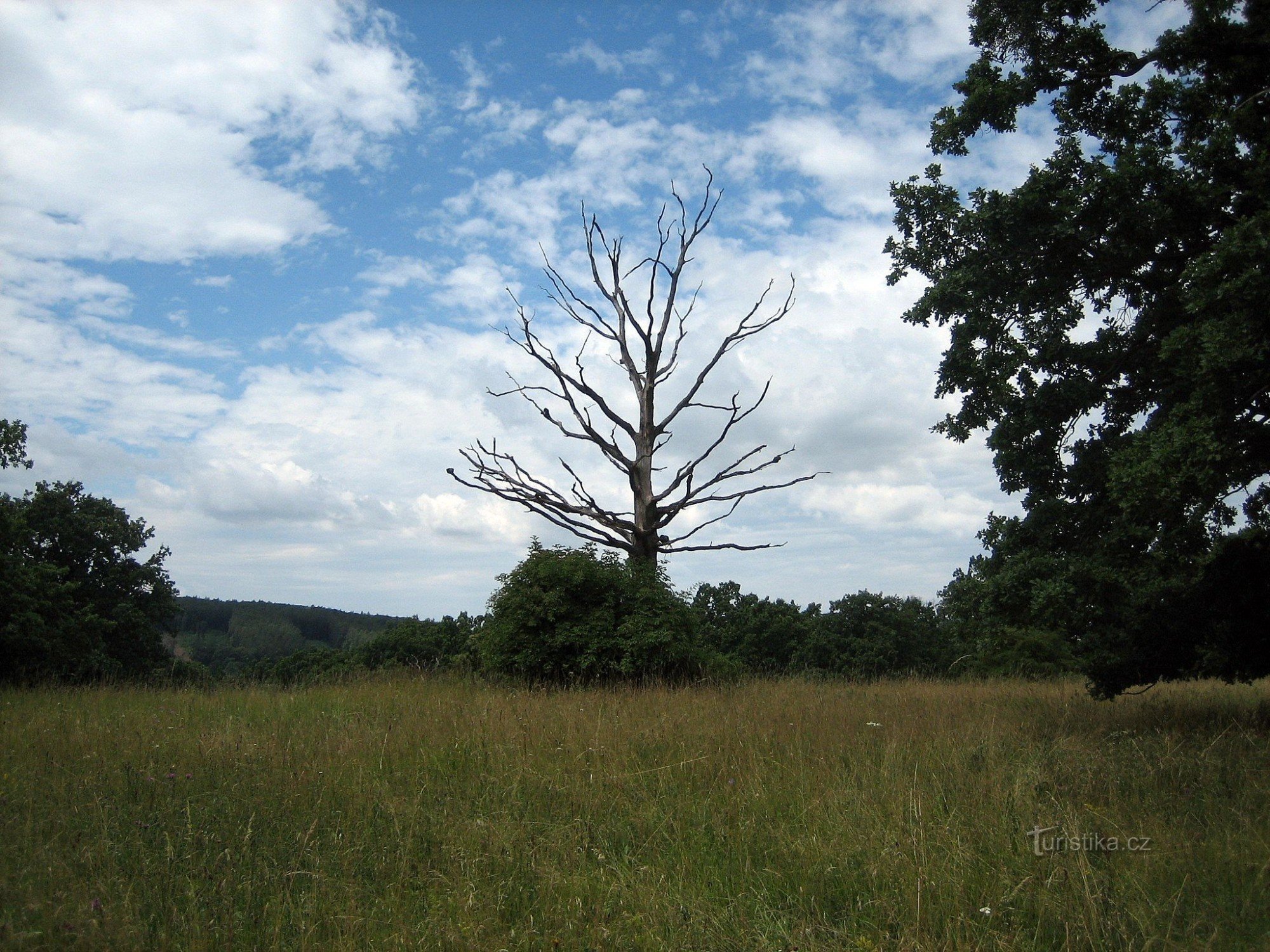 Chêne dans le parc national de Čertoryje