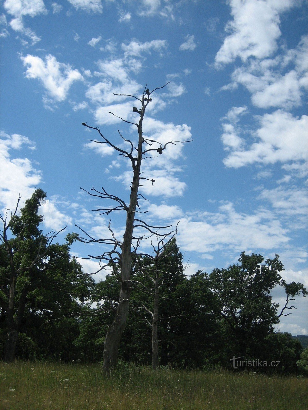 Roble en el Parque Nacional de Čertoryje