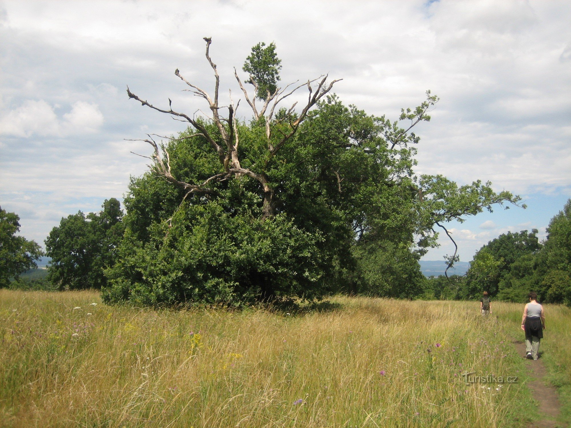 Chêne dans le parc national de Čertoryje