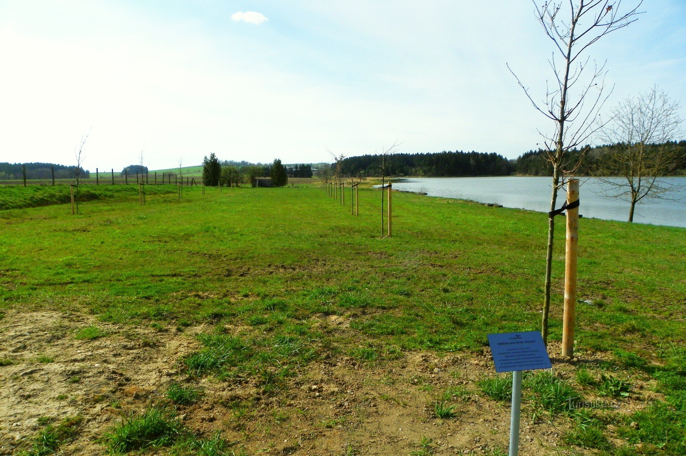 Dubová alej Petra Vejvody u Nového Veselí