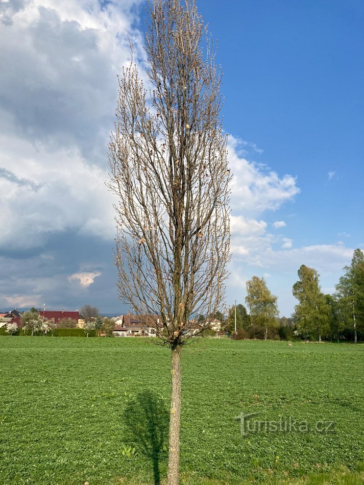 Eichen werden haltbarer sein