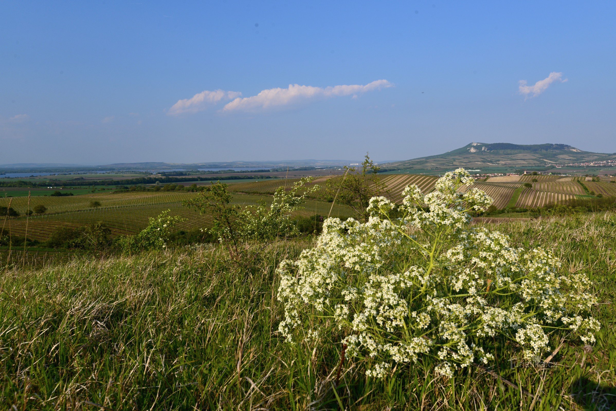 Dealurile Dunajovické: tartrul tătar înflorește