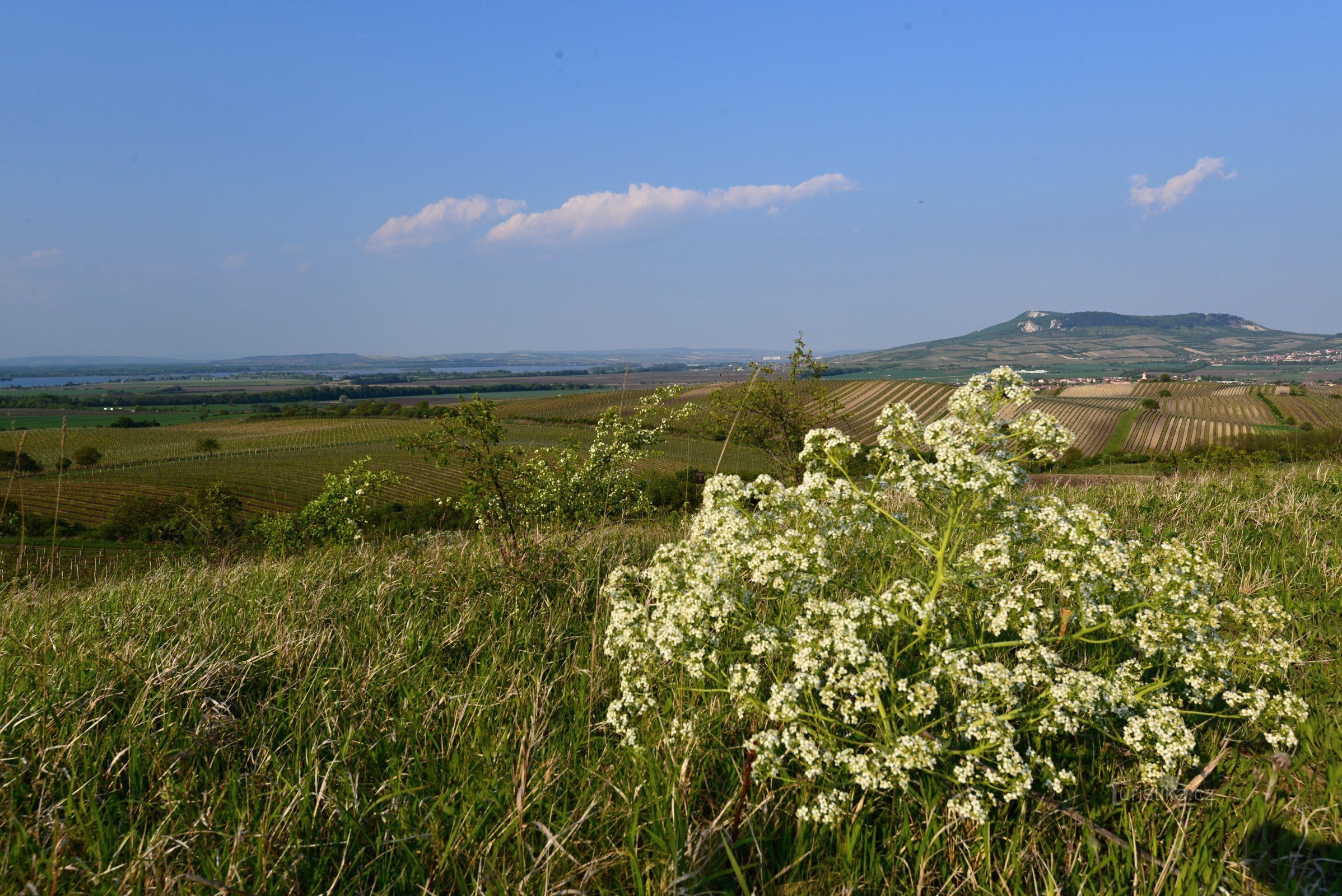 Collines de Dunajovické : Le tartre tartare fleurit