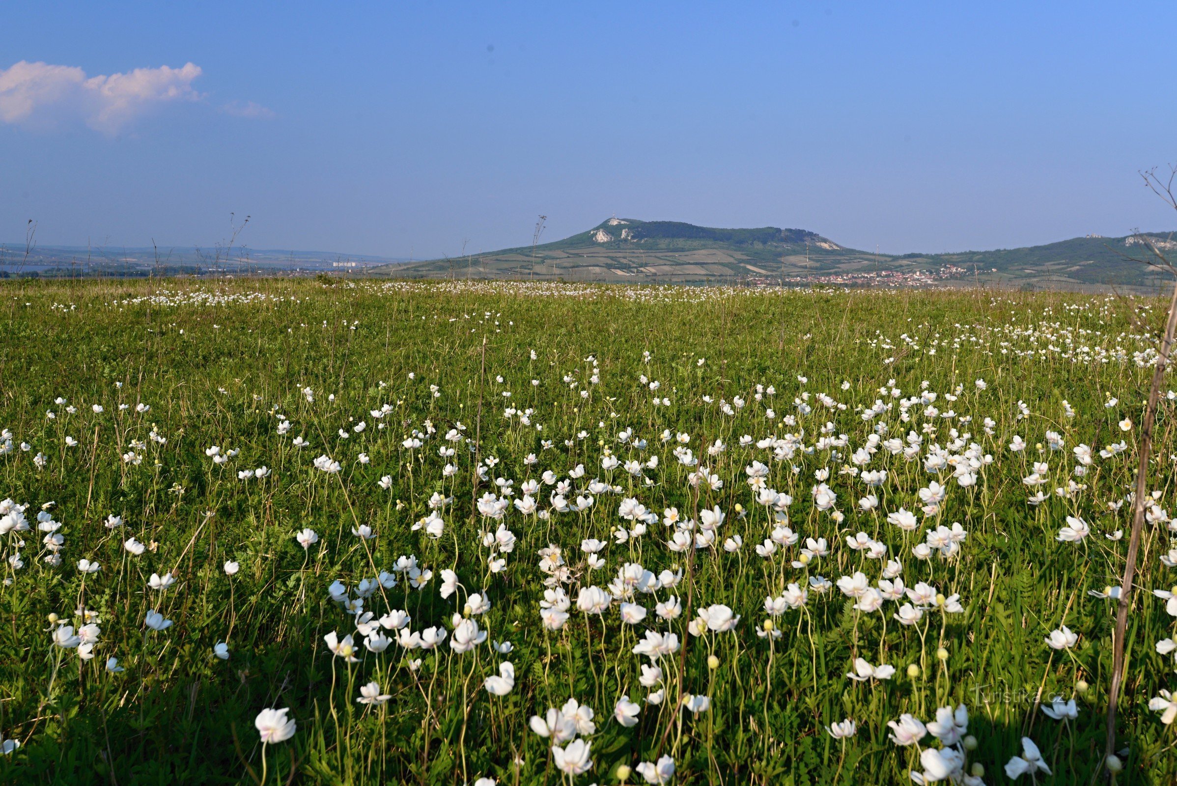 Dunajovické-heuvels: op de top van Velká Slunečná (bosanemoon bloeit)