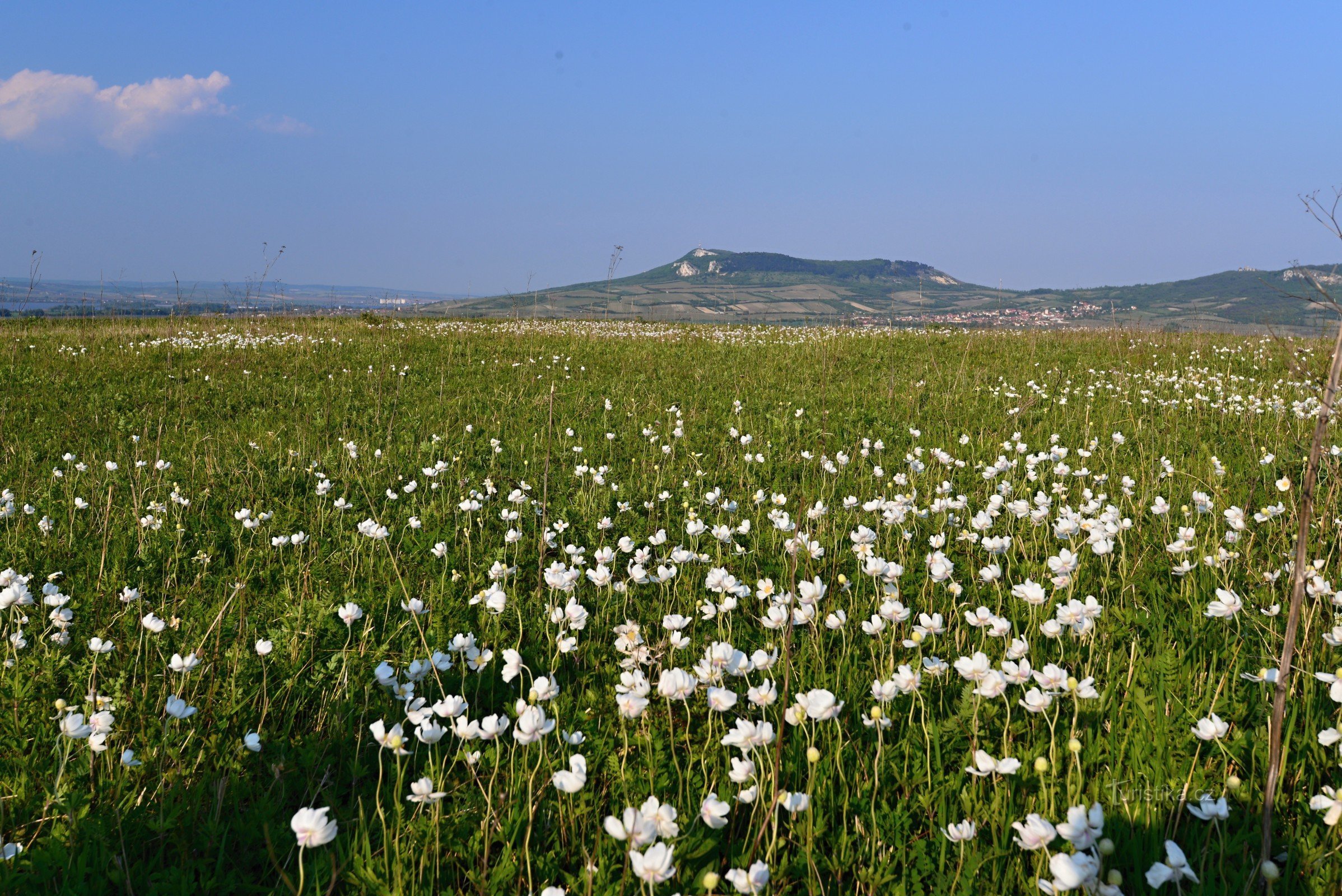 Collines de Dunajovické : au sommet de Velká Slunečná (fleurs d'anémones forestières)