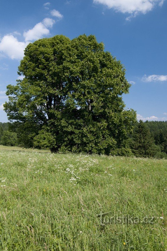 Ein Lindenpaar unter Vysoka