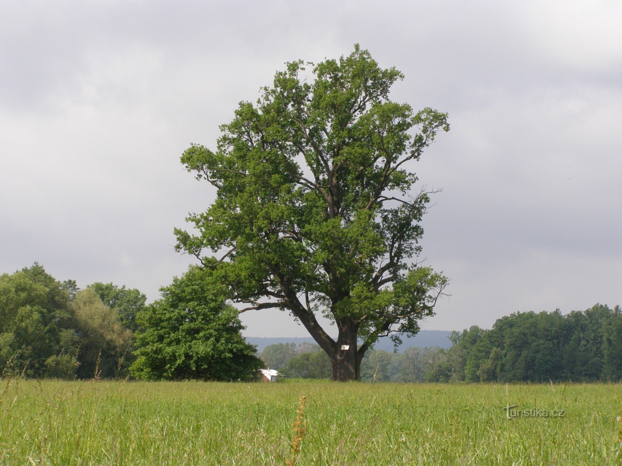 Quercia Erbena