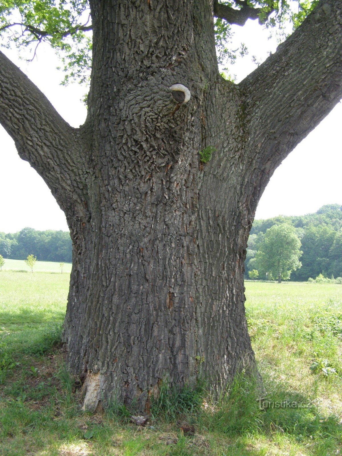 Quercia Erbena