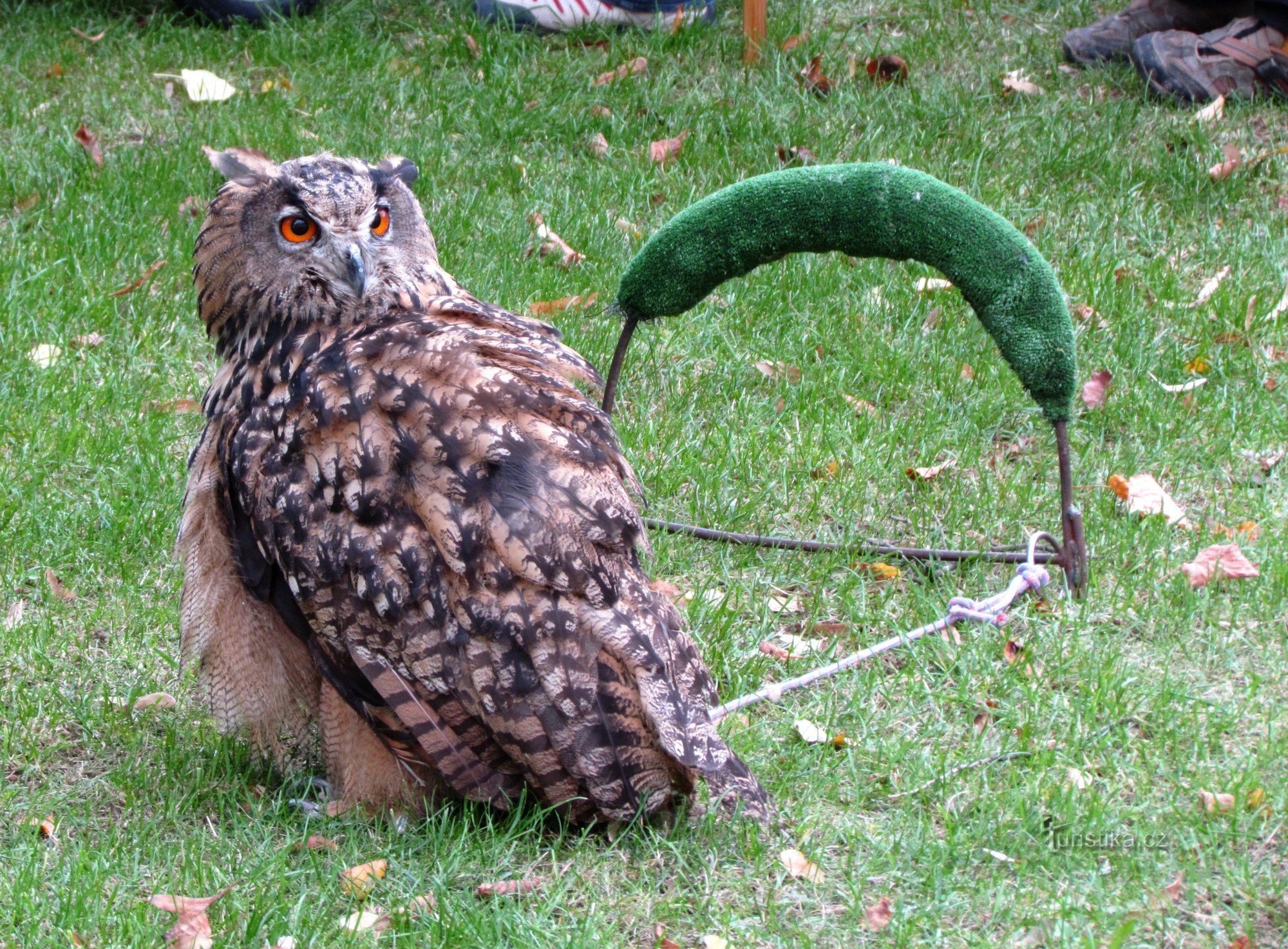 exposition of owls and birds of prey