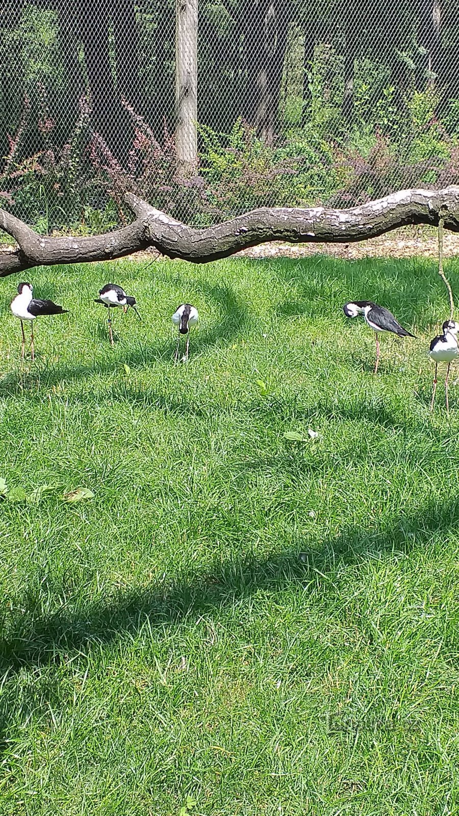 鳥小屋での露出