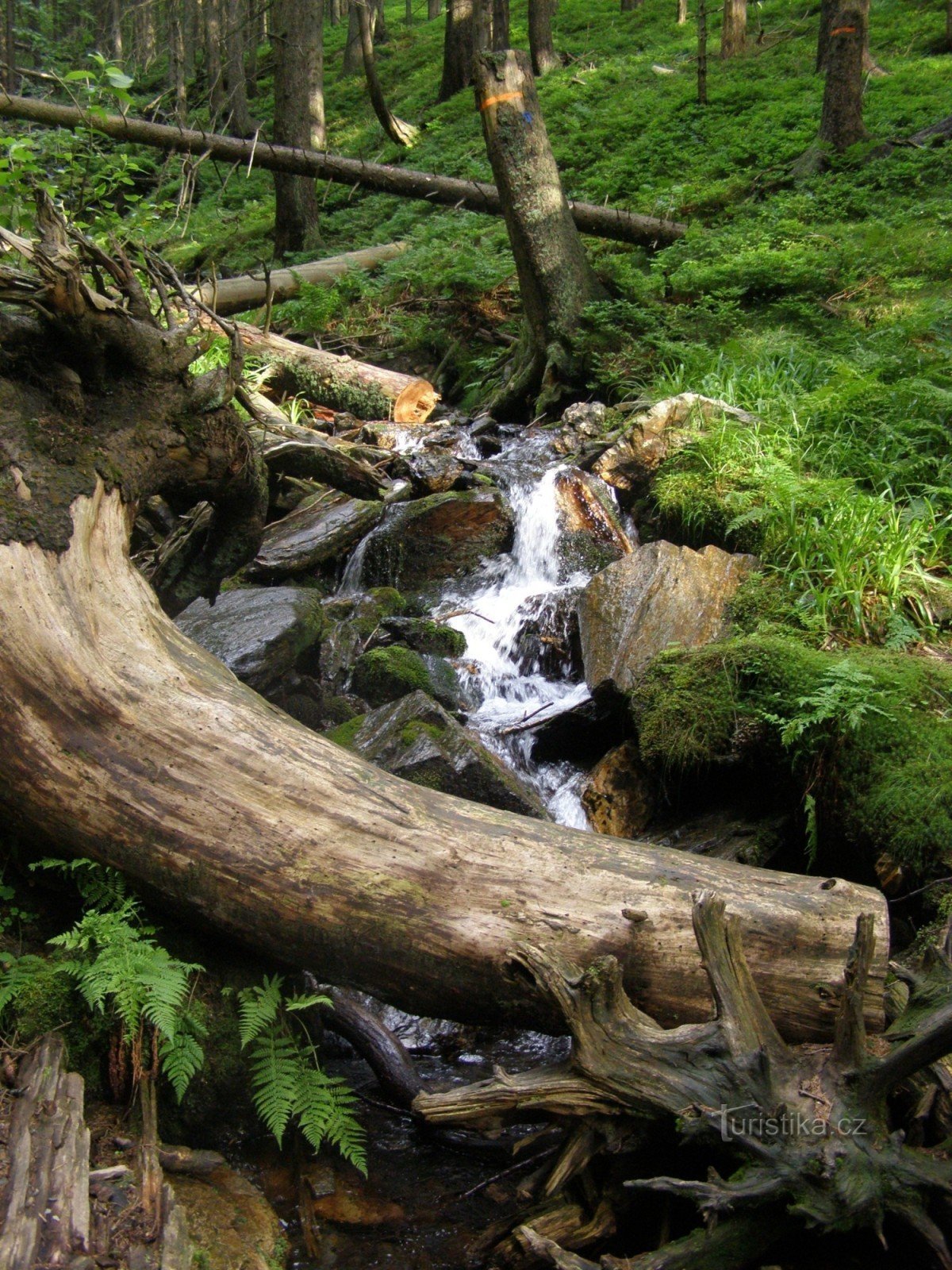 fantasi om naturen