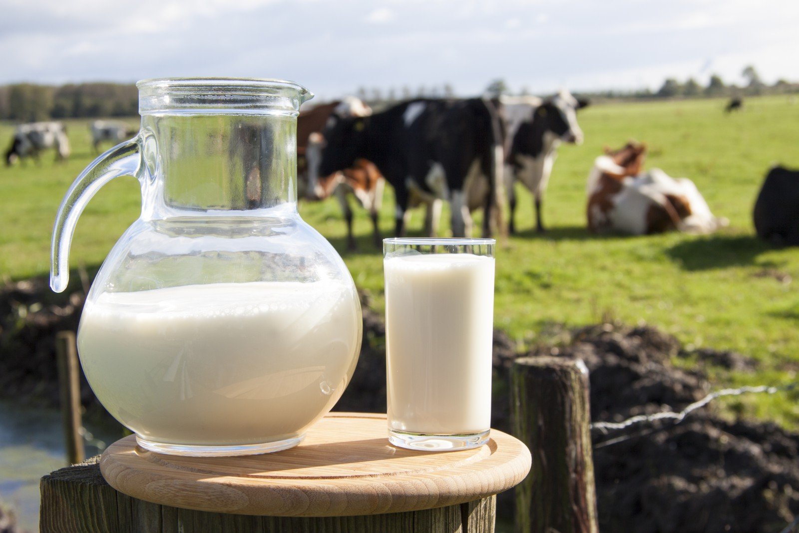 Bauernhof Alois Mejsnar - Herstellung von Milchprodukten