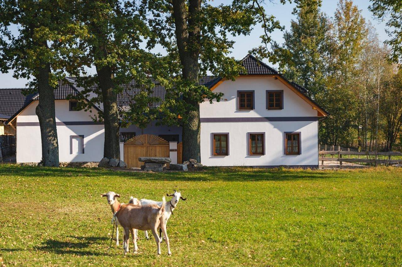 Fattoria di alpaca