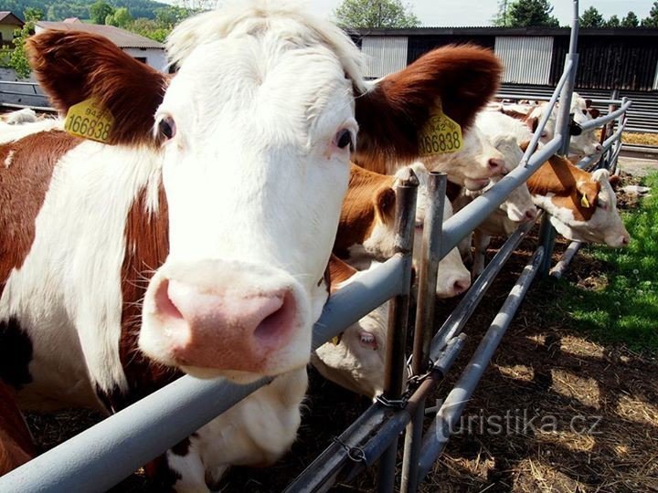 Farma Slavětín