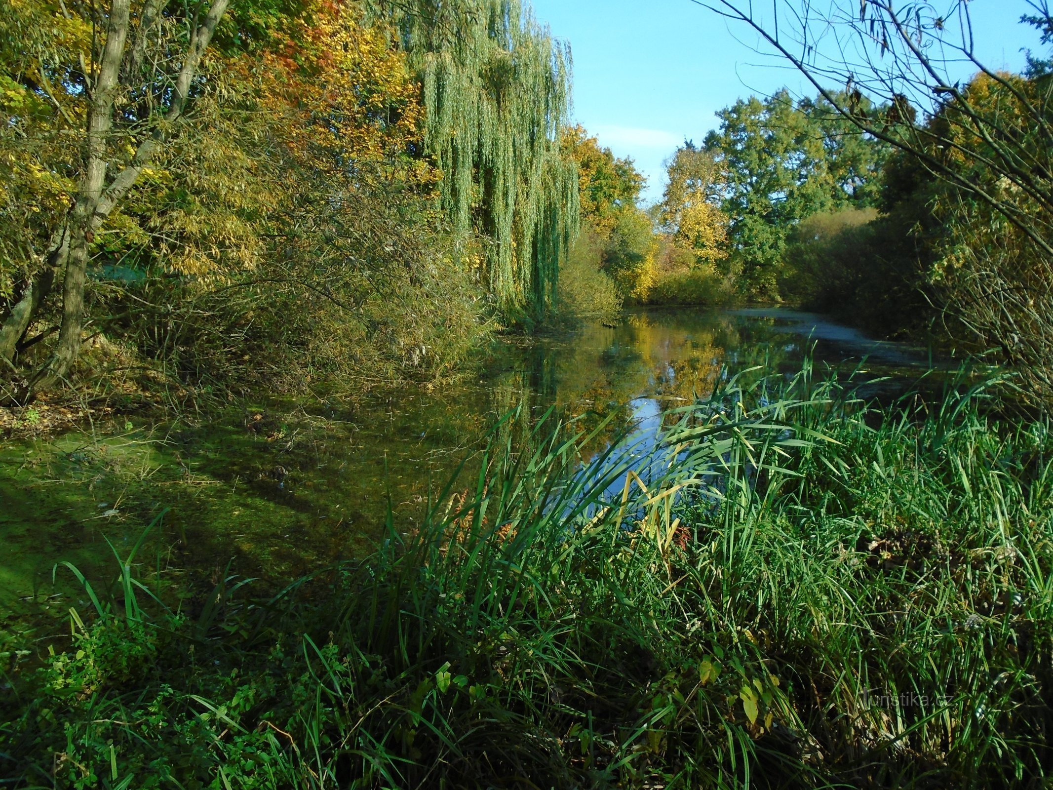 Parské jezero (Hradec Králové, 15.10.2017 mei XNUMX)