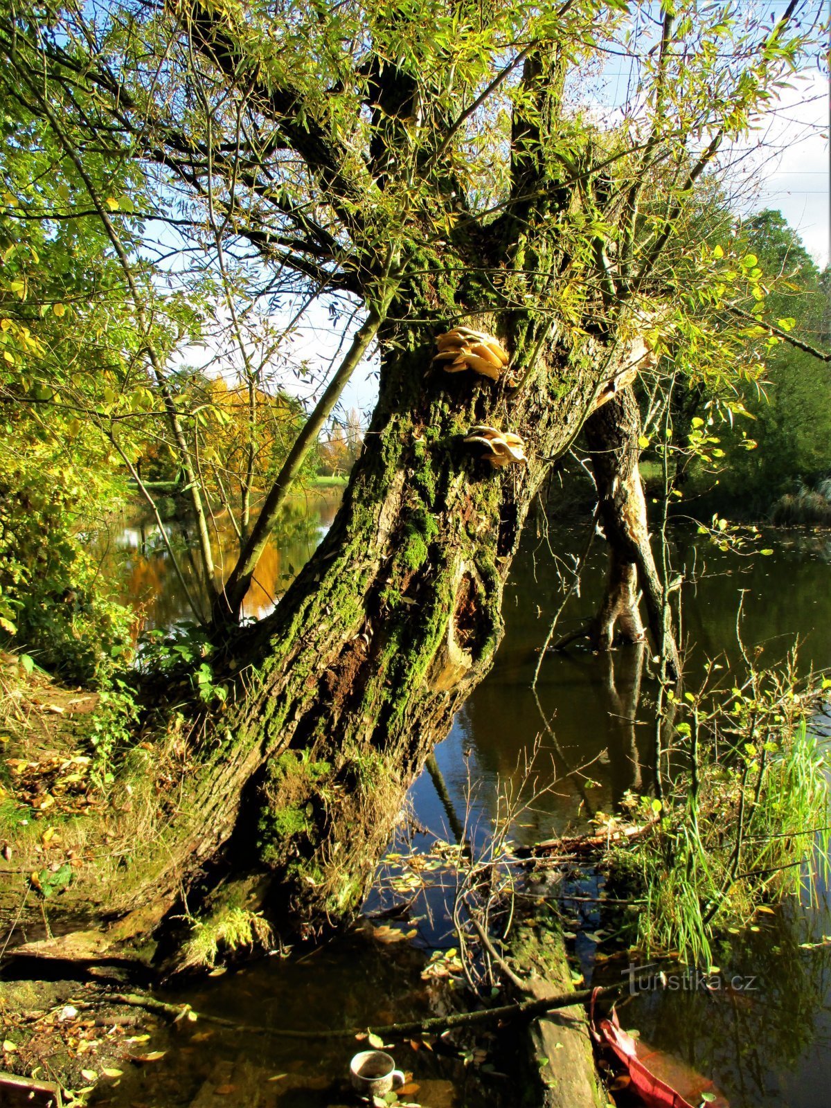 Parsko jezero v bližini predmestja Prage