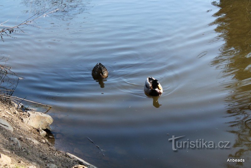 Eläimistö