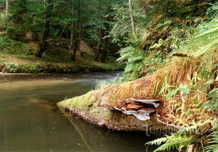 Gorges de Ferdinand : avant le gué