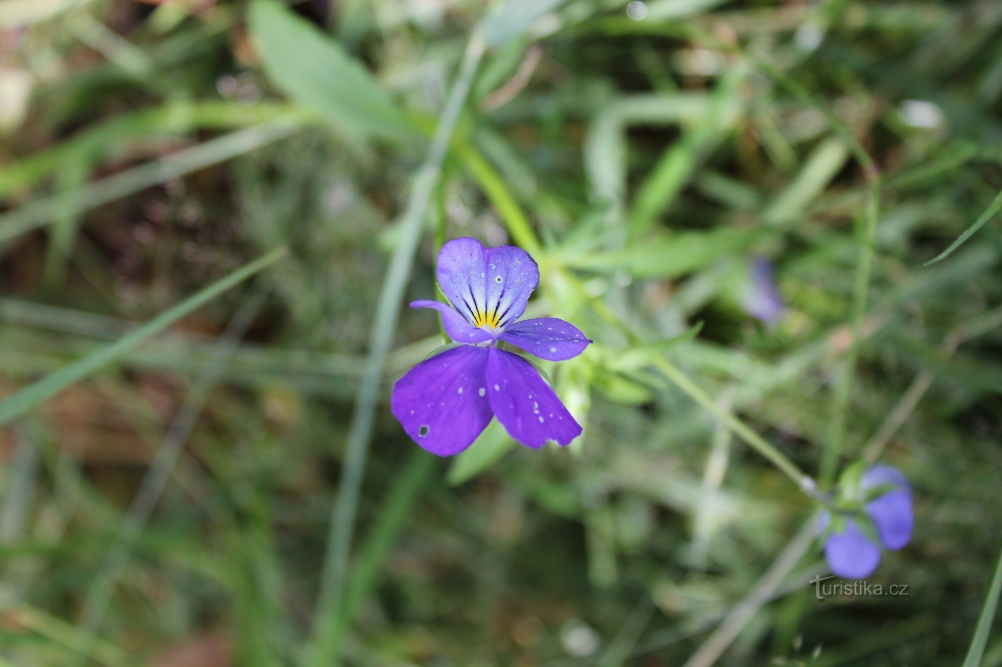 Violett på den ovårdade tomten runt stugan