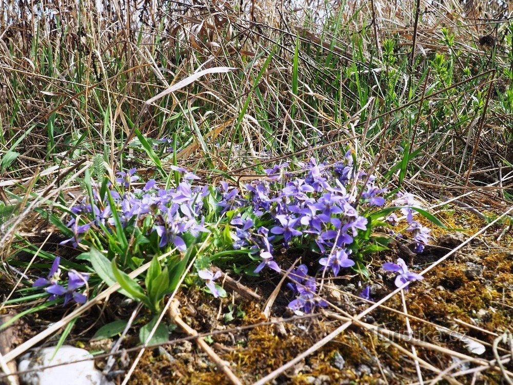 Violet greeting of spring