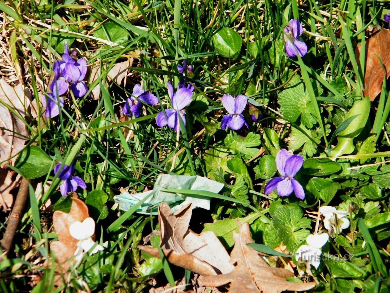 violets