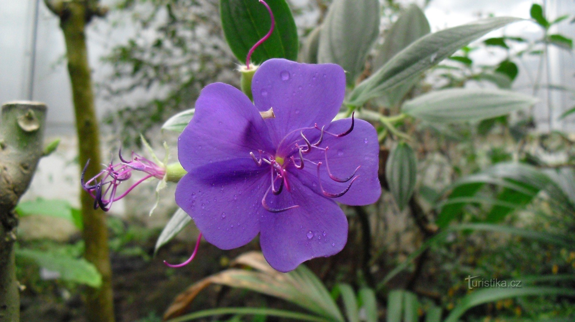 Фіолетова квітка