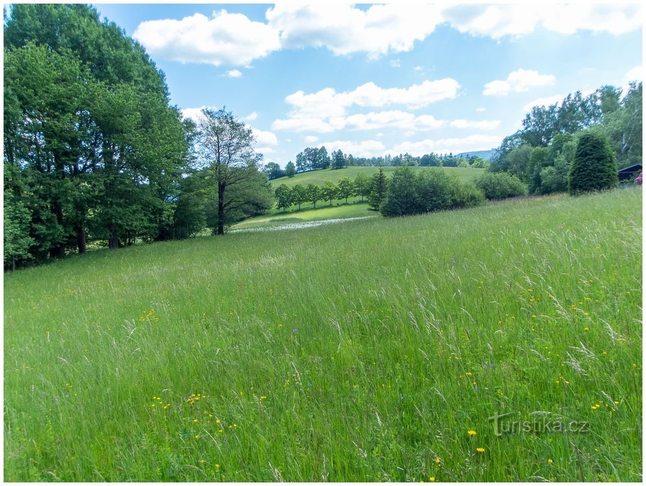 Filipovice meadows