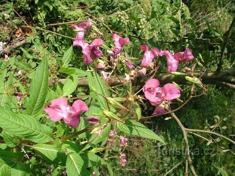 Flora ao redor do riacho