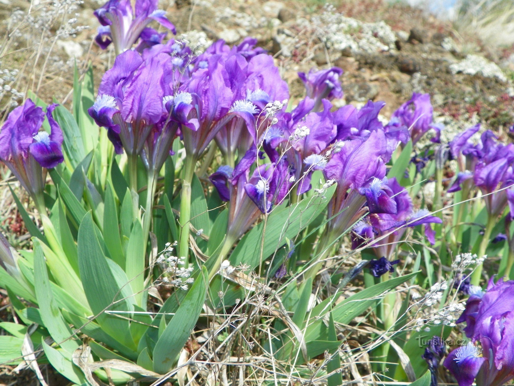 Flora at Křížák