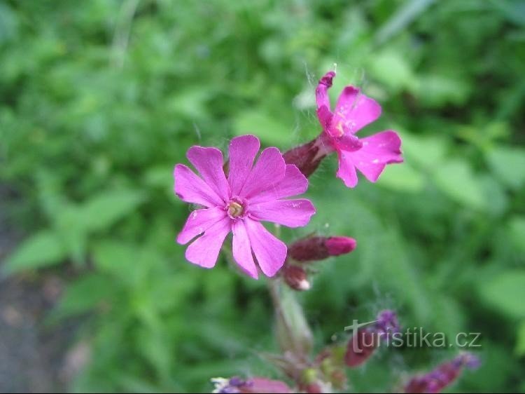 Flora lähellä Bažantula lampi