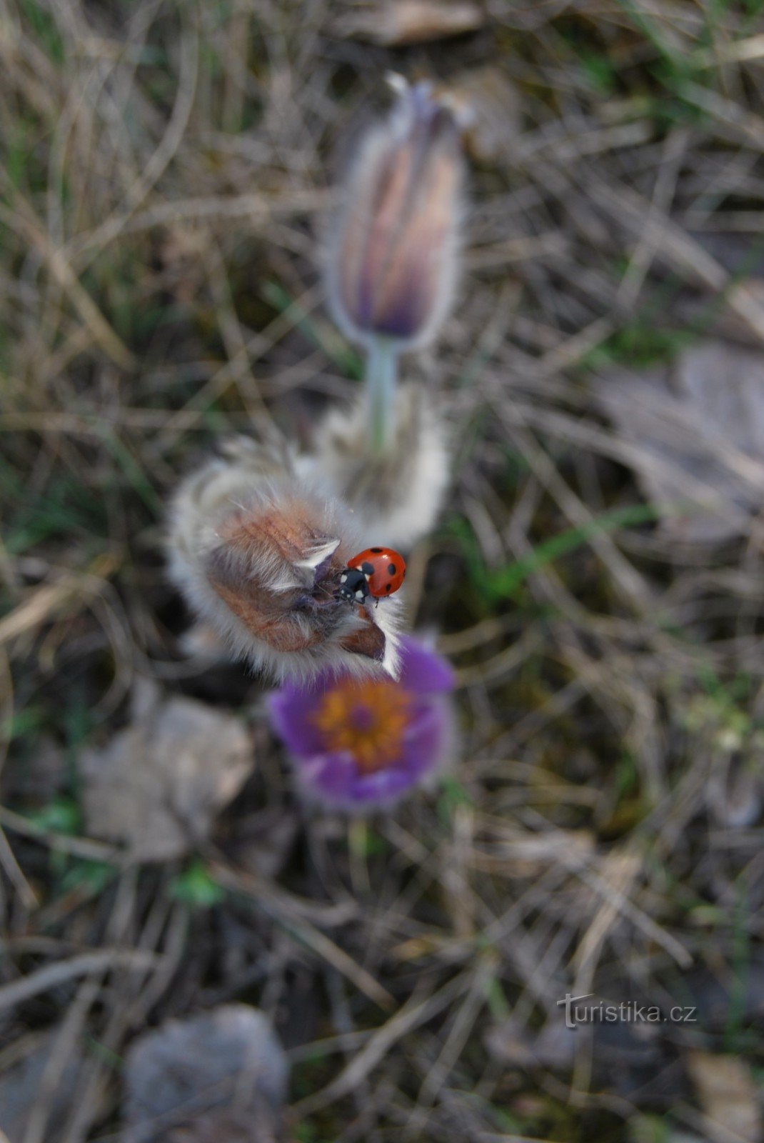 Taking pictures of rabbits