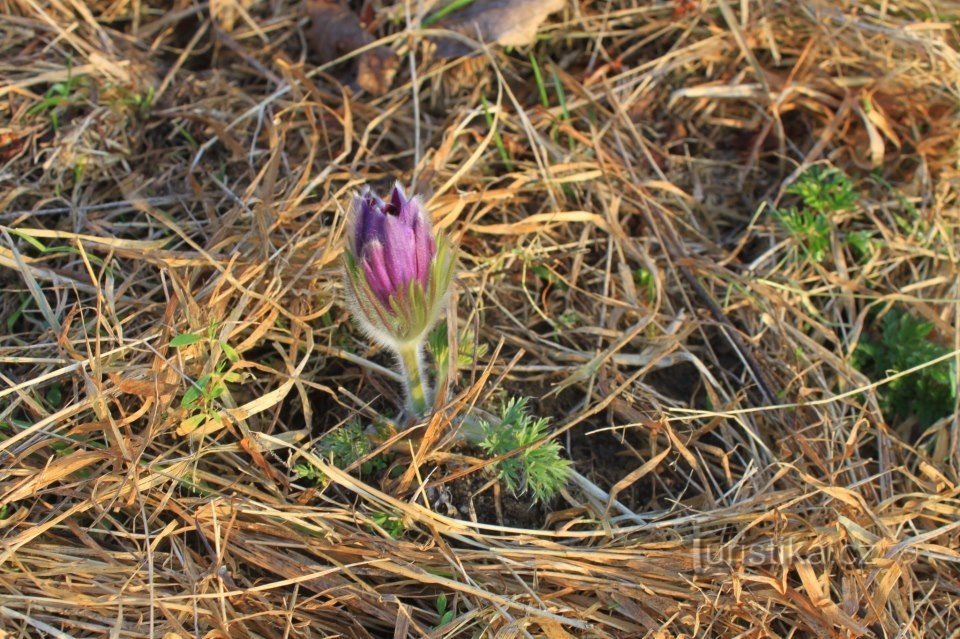 Fojtovicen tasangolla