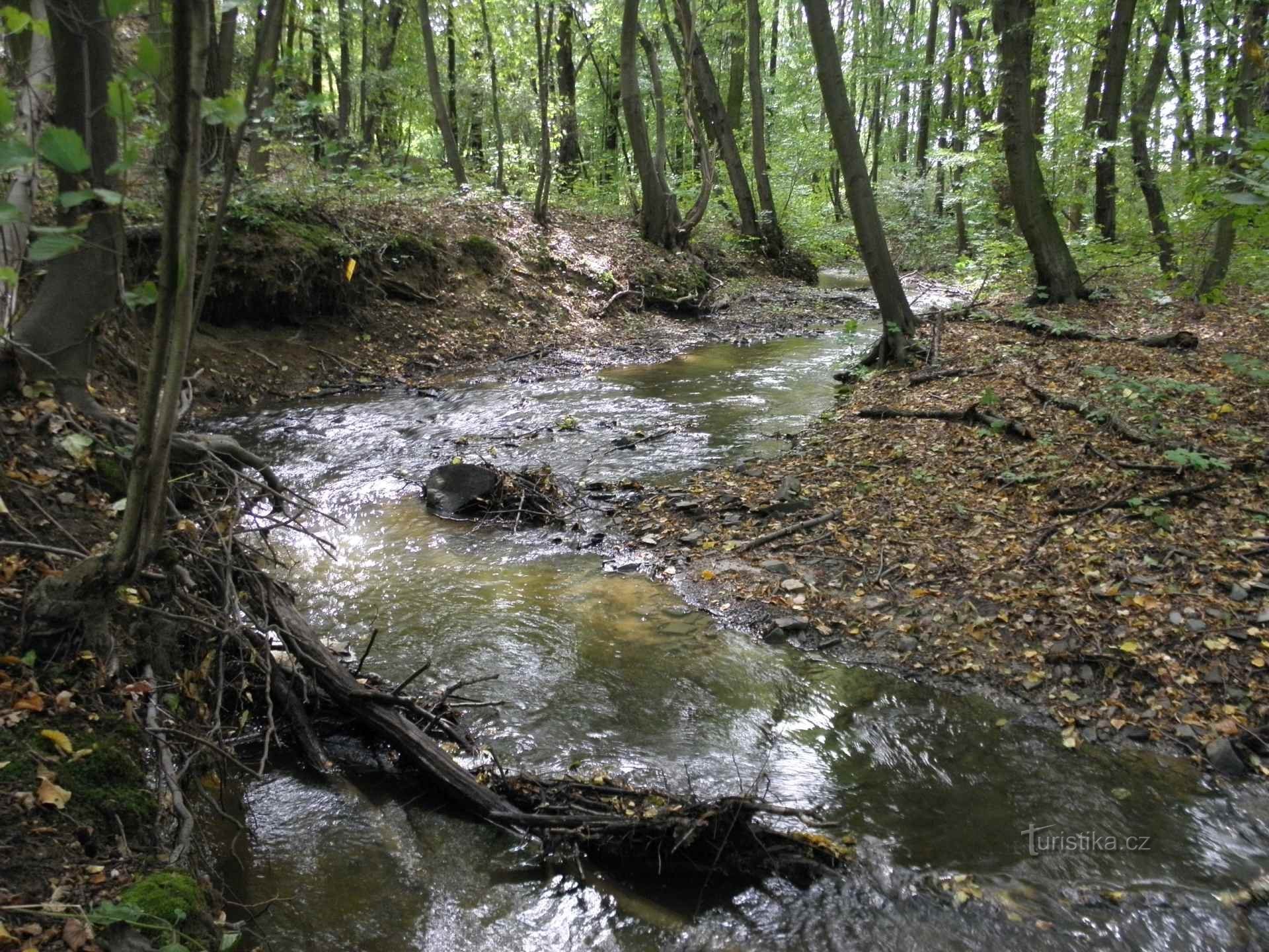 Foto (c) Uniunea Cehă a Conservatorilor Naturii