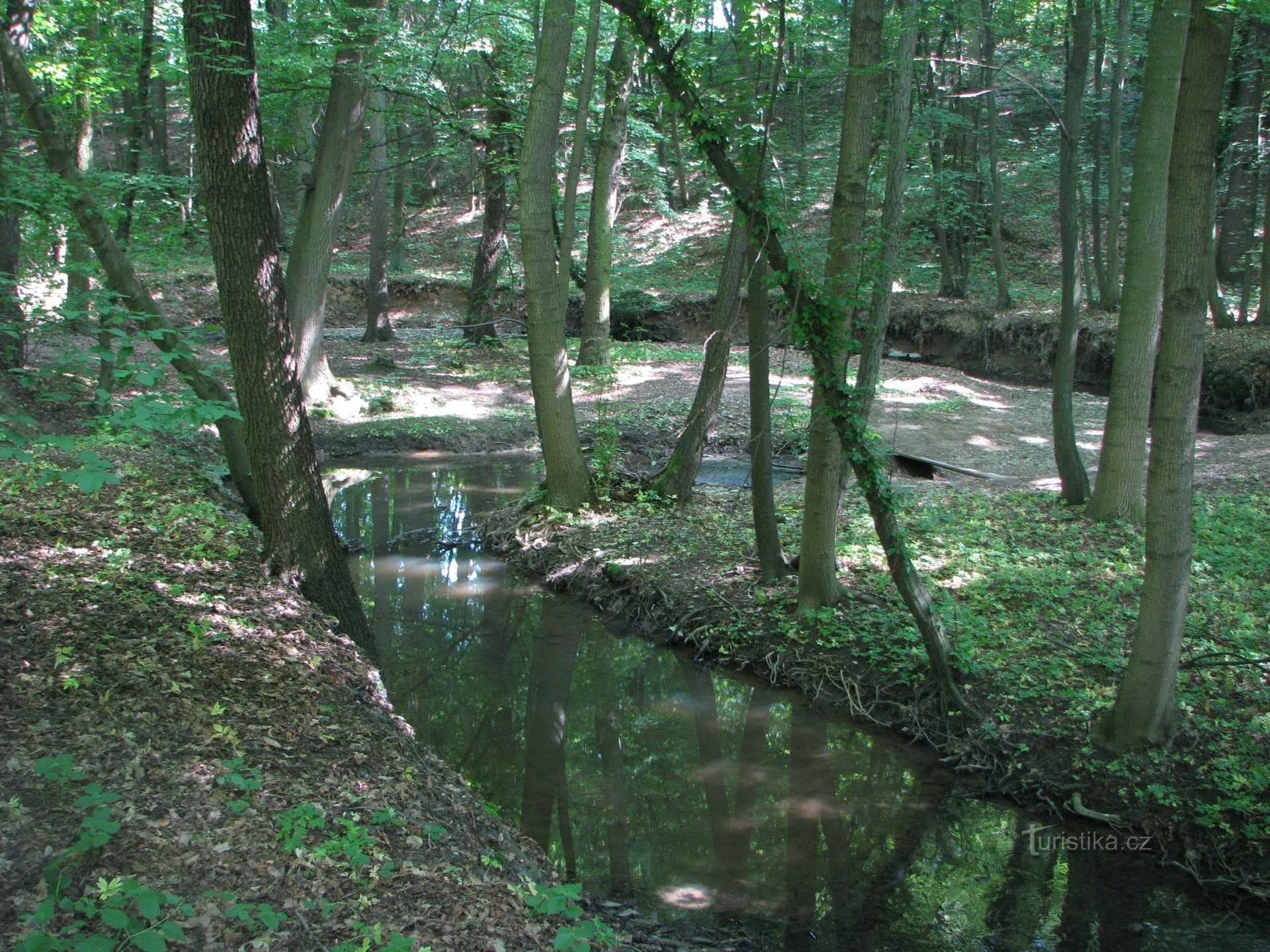 Foto (c) Uniunea Cehă a Conservatorilor Naturii