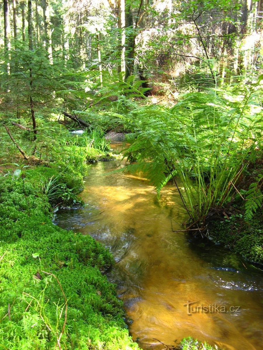 Foto (c) Czech Union of Nature Conservators