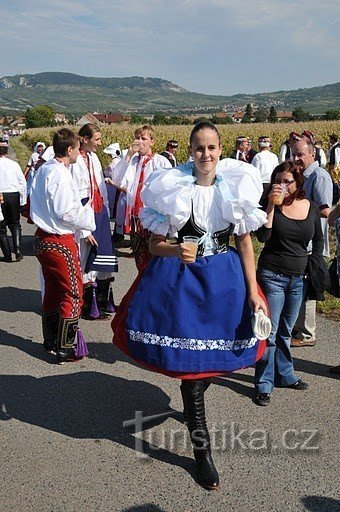 Foto: Dunajovice berba; arhiva ČZS Dolní Dunajovice