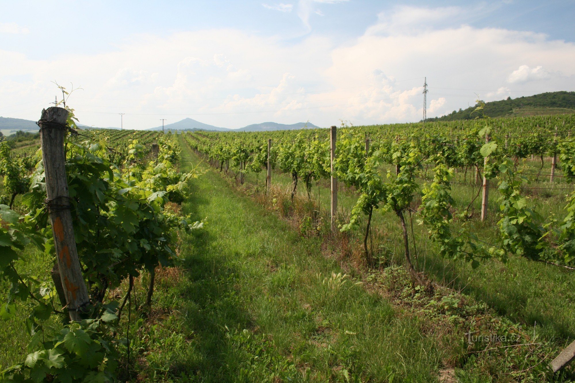 Foto: Litoměřice; arhiva Fondului Vinului