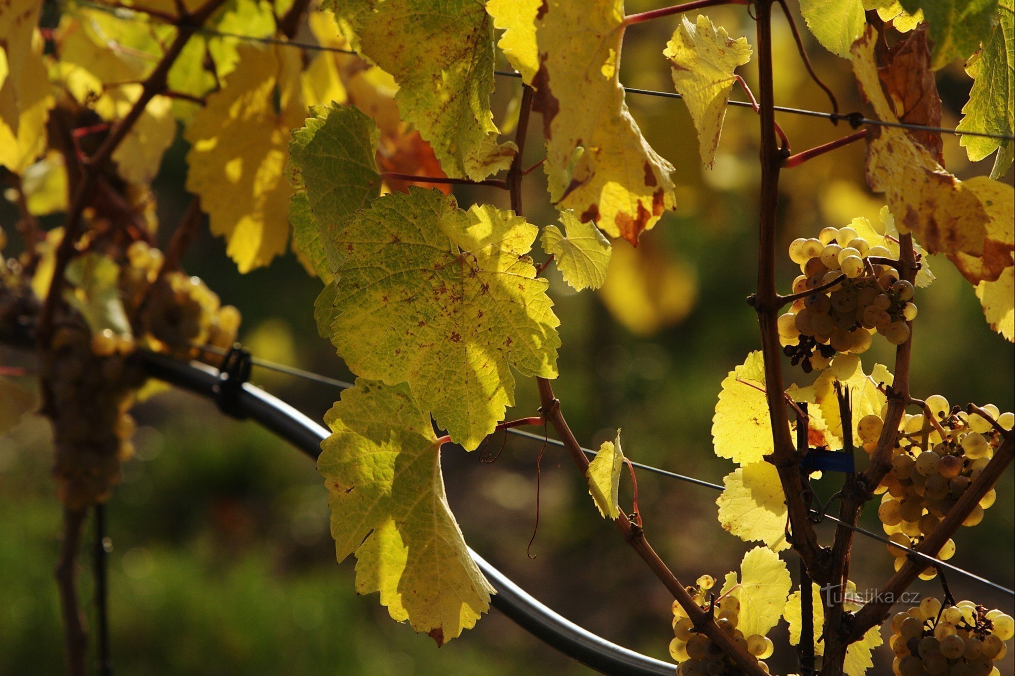 Photo: vineyard in September; photo author Pavel Zábrodský