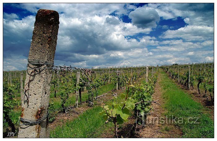 Foto: Vinohrad Nemčičky; Vinfondens arkiv