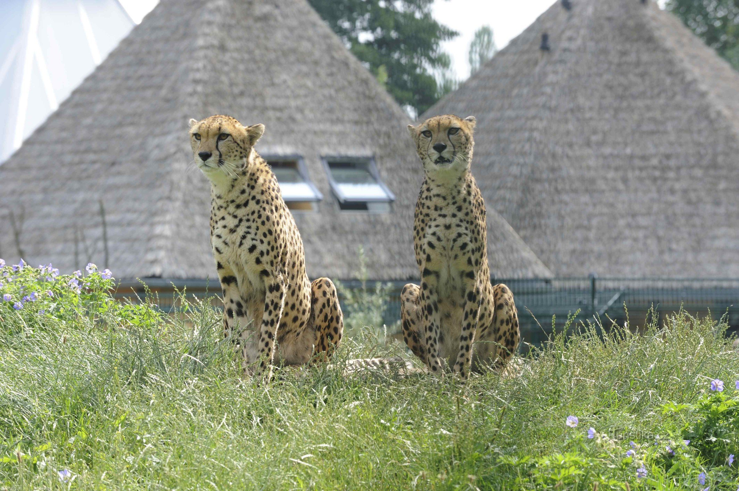 Sudanesisk gepard (4.7.2012/XNUMX/XNUMX)