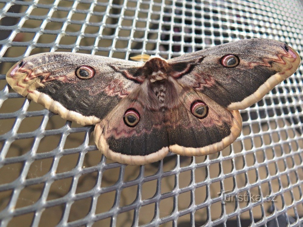 Giant Emperor Moth - parece muito orgulhoso