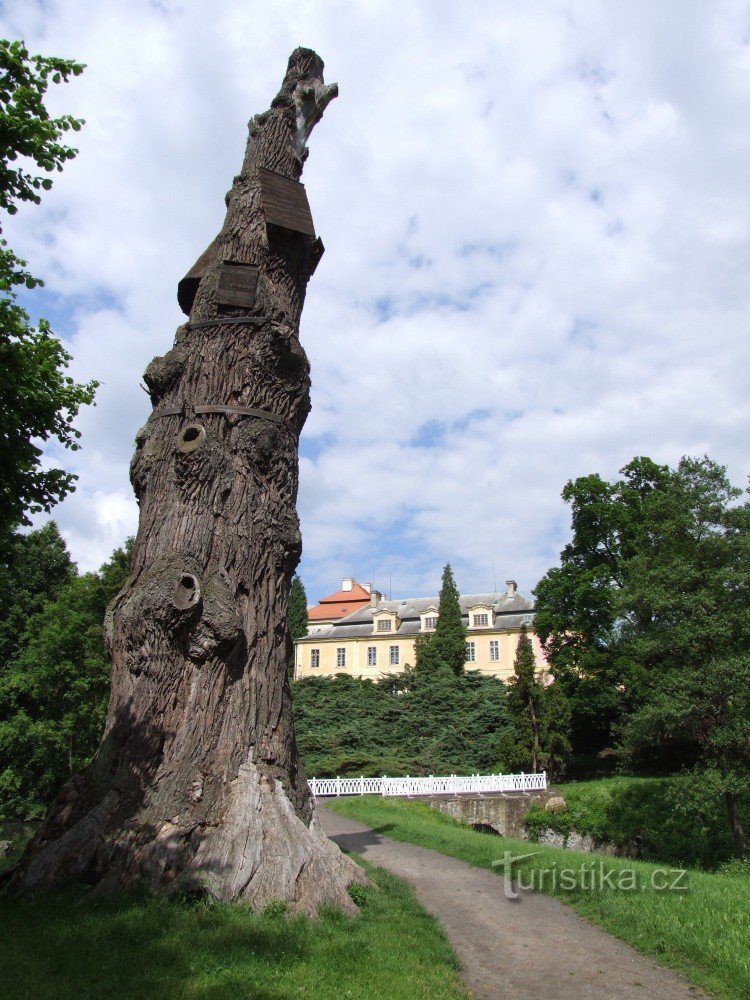 Goethe's Oak - công viên lâu đài Krásný Dvůr