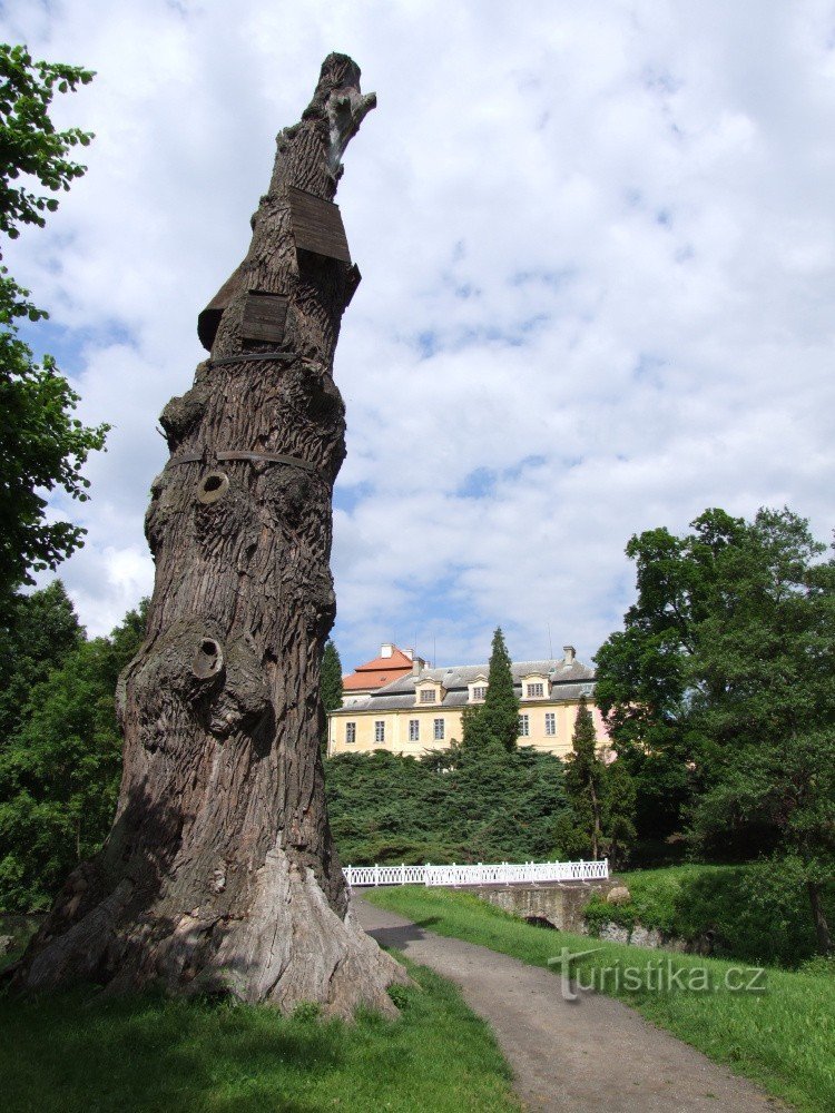 Goethe's Oak - 城公園Krásný Dvůr