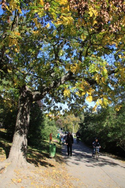 Grébovka – Havlíčkovy sady